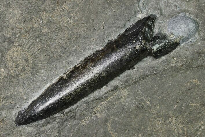 Pyritized Fossil Belemnite (Acrocoelites?) - Germany #170719